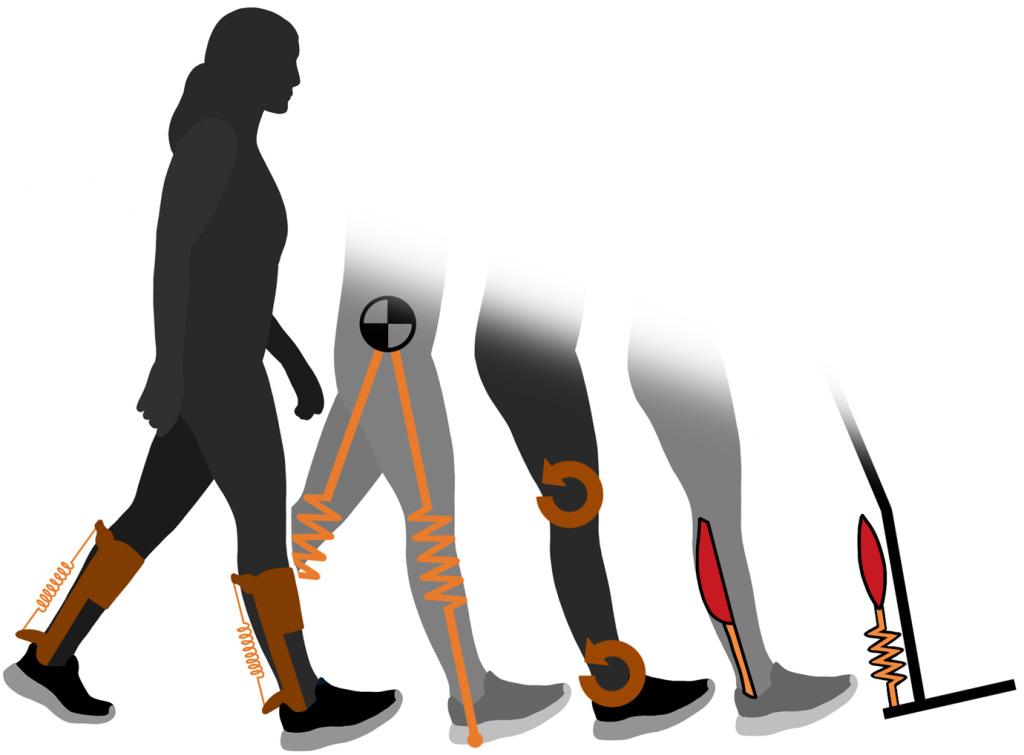 Illustration depicting how the achilles tendon works like a spring.